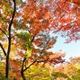 Image result for Kyoto Autumn