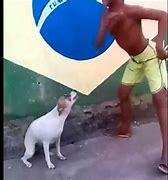 Image result for Dancing Brazil Dog Meme