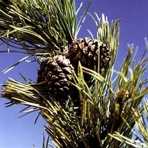 Image result for Pinus uncinata Hexe