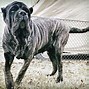 Image result for Dog Biggest Dog in the World