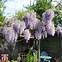 Image result for Wisteria sinensis Prolific