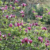 Image result for Magnolia liliiflora Nigra