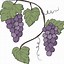 Image result for Grapes On a Vine
