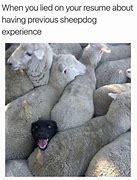 Image result for Meme When You Lie On Your Resume Sheepdog