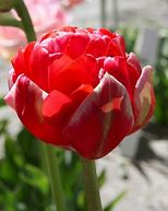 Tulipa Renown Unique に対する画像結果