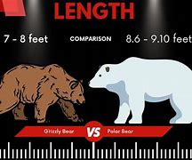 Image result for Polar Bear Size vs Grizzly