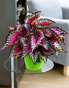 Image result for Cool Plants to Grow Indoors