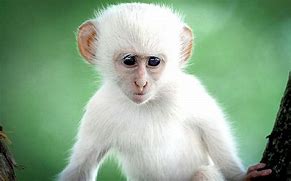 Image result for Albino Monkey