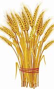 Image result for Wheat with White Background