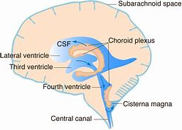 Image result for Choroid Plexus Fourth Ventricle