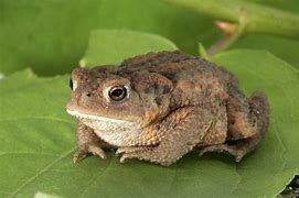 Image result for Common Toad