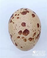 Image result for Weird Chicken Eggs
