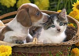 Image result for Puppies and Kittens
