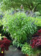 Image result for SALVIA BLACK AND BLUE