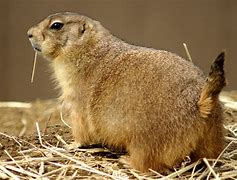 Image result for Prairie Dog Phone Case