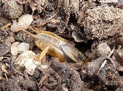 Image result for Animalcrossing Mole Cricket