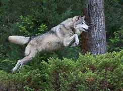 Image result for Wolf Jump