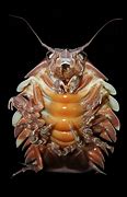 Image result for Isopods Doritoes