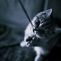 Image result for Black and White Cat Background