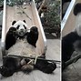 Image result for Hua Hua Panda Eating