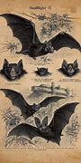 Image result for Mondolu Effect Bat Painting