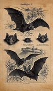 Image result for Bat Print Rtist