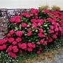 Image result for Hydrangea macrophylla Hot Red