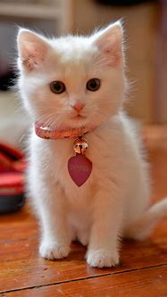 Image result for Cute Lucky Cat Wallpaper