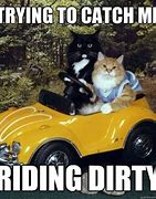 Image result for Car Accident Cat Meme