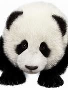 Image result for Lele Panda Singapore