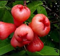 Image result for Rose Apple in Chinese