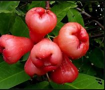 Image result for Rose Water Apple Fruit