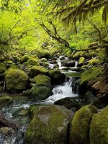 Image result for Opal Creek Oregon