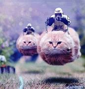 Image result for Floating Cat Meme