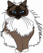 Image result for Birman Cat Drawing