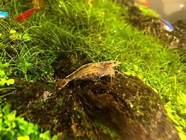 Image result for Amano Tank