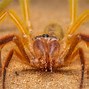 Image result for Camel Spider Africa