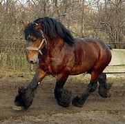 Image result for Belgian Horse Breed