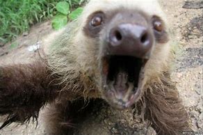 Image result for Sid the Sloth with Down Syndrome