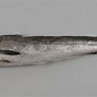Image result for European Hook Fish