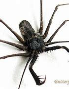 Image result for Tax Evasion the Cave Spider
