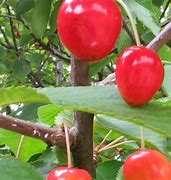 Image result for Prunus avium Bigarreau Van