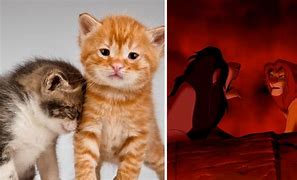 Image result for Lion King Cat