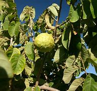 Image result for Rum Cherry Tree