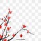 Image result for Chinese Plum Tree