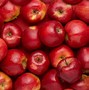 Image result for Apple Fruit Wallpapers