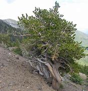 Bildergebnis für Pinus aristata Bashful