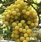 Image result for 5 Types of Red and White Wine Grapes