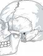 Image result for Skull Outline