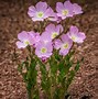 Image result for Arizona Poppy Flowers